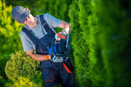 tree service austin